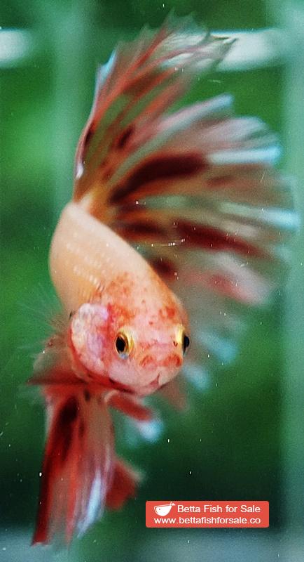 Betta fish OHM Armageddon Meteor - Image 6