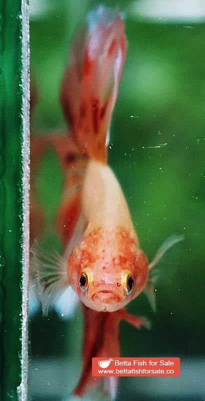 Betta fish OHM Armageddon Meteor - Image 7