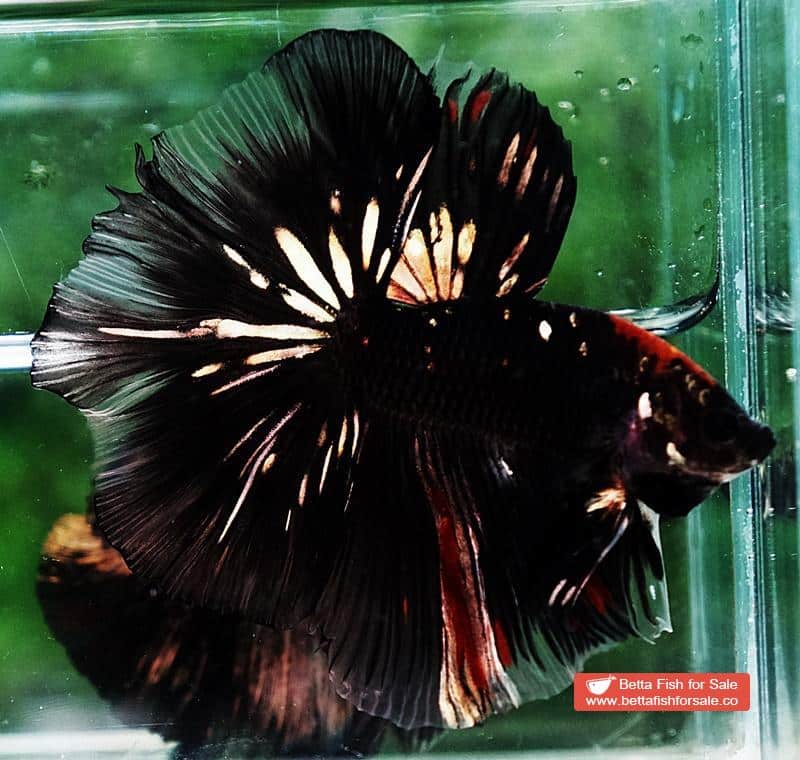 Betta fish OHM Shadow Black Gold Star Series (Rare) - Image 5