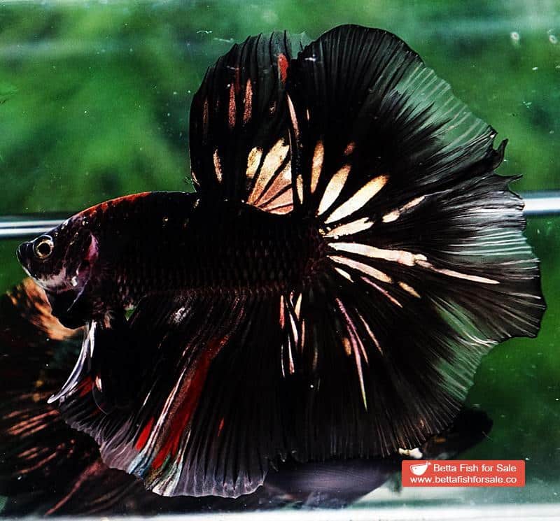 Betta fish OHM Shadow Black Gold Star Series (Rare) - Image 2