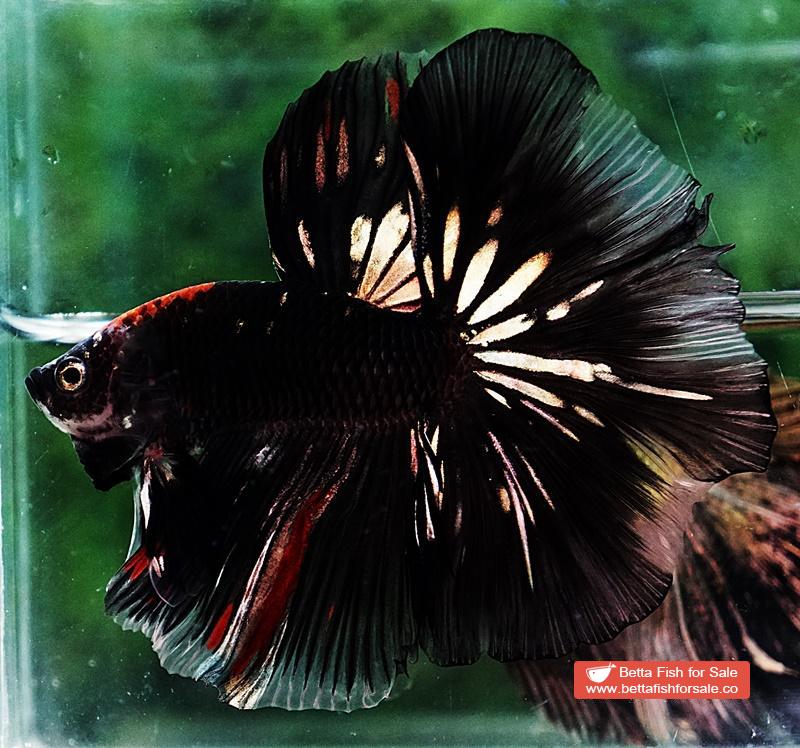 Betta fish OHM Shadow Black Gold Star Series (Rare) - Image 6