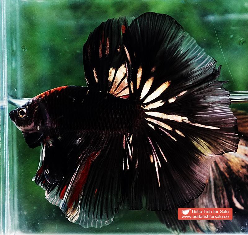 Betta fish OHM Shadow Black Gold Star Series (Rare) - Image 4
