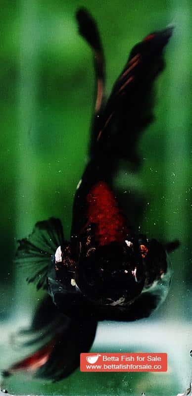 Betta fish OHM Shadow Black Gold Star Series (Rare) - Image 7