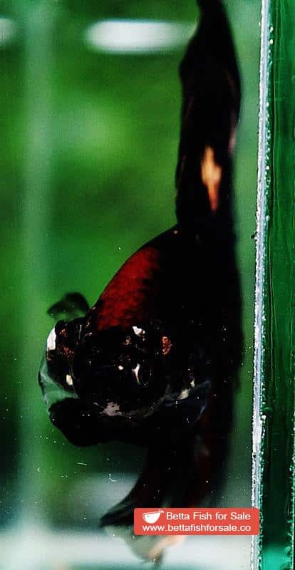 Betta fish OHM Shadow Black Gold Star Series (Rare) - Image 8