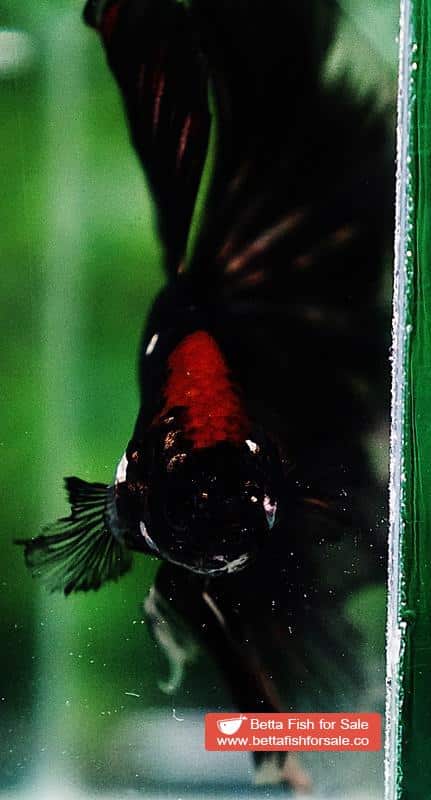 Betta fish OHM Shadow Black Gold Star Series (Rare) - Image 9