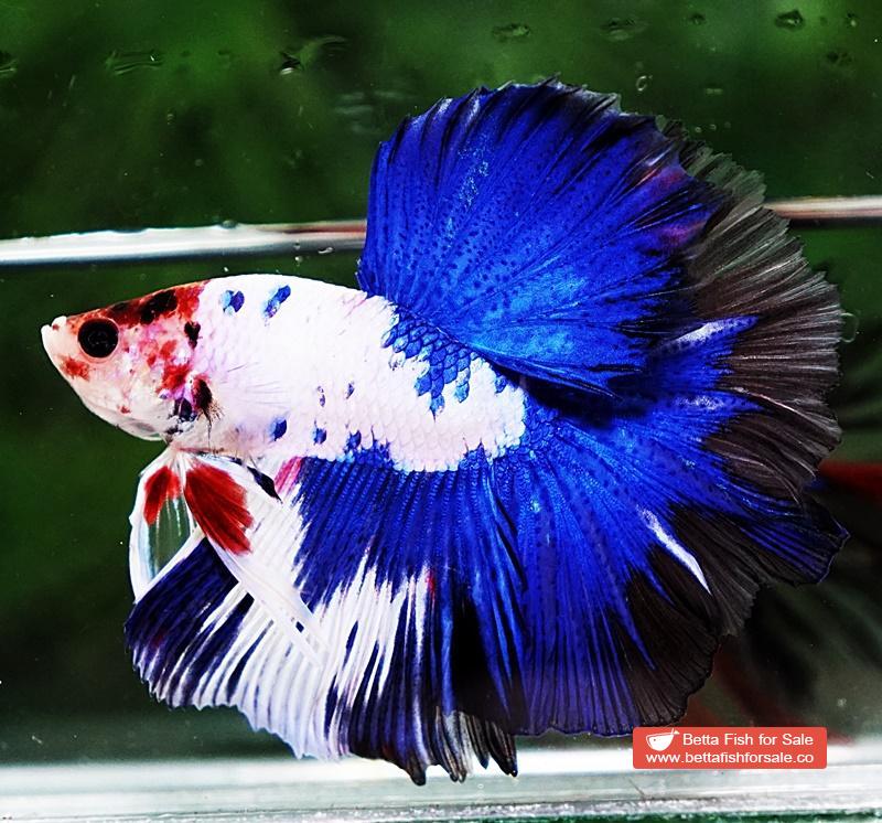 Betta fish OHM Prince of Blue Marble Koi - Image 5