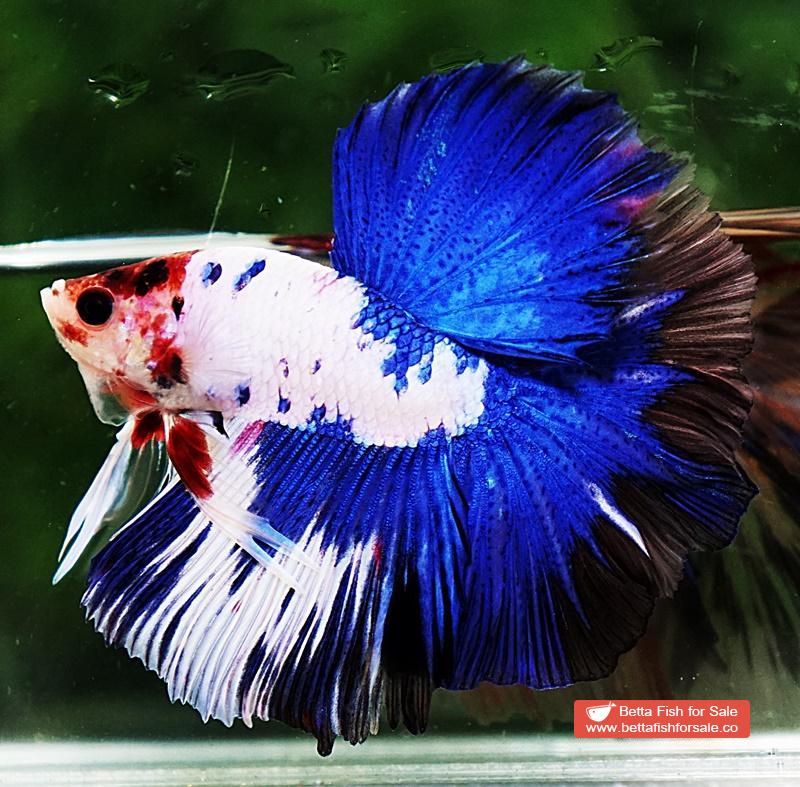 Betta fish OHM Prince of Blue Marble Koi - Image 3