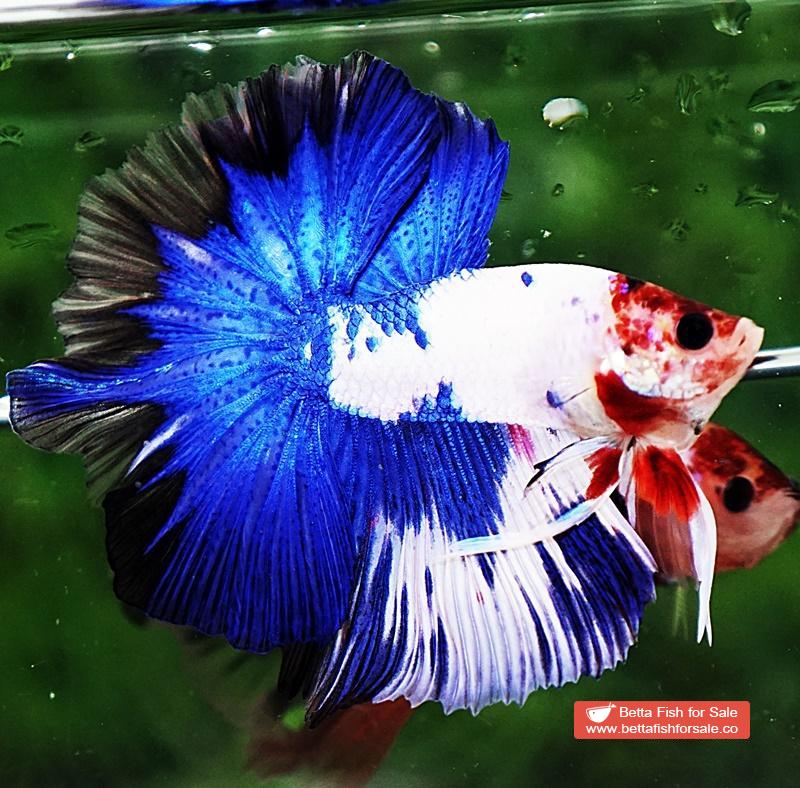 Betta fish OHM Prince of Blue Marble Koi - Image 4