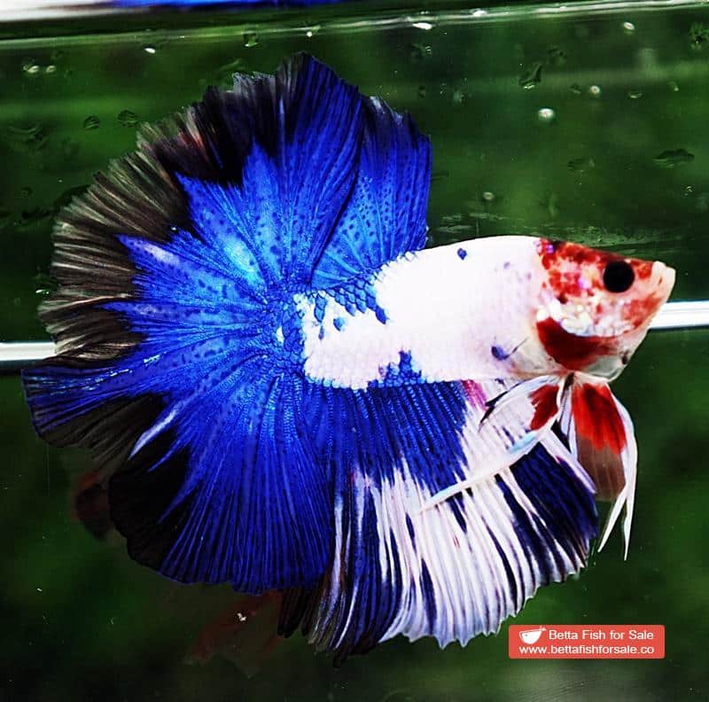 Betta fish OHM Prince of Blue Marble Koi - Image 2