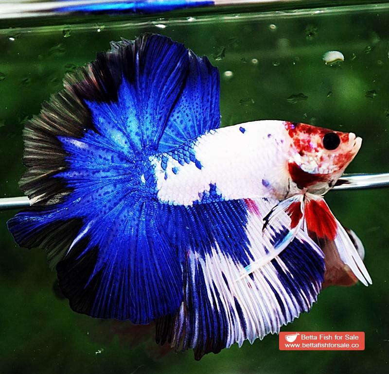 Betta fish OHM Prince of Blue Marble Koi - Image 6