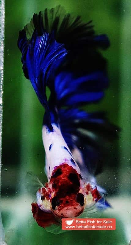 Betta fish OHM Prince of Blue Marble Koi - Image 7