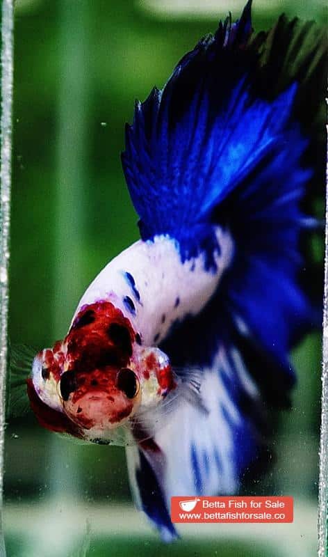 Betta fish OHM Prince of Blue Marble Koi - Image 8