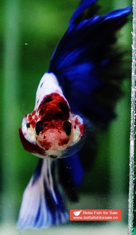 Betta fish OHM Prince of Blue Marble Koi - Image 9
