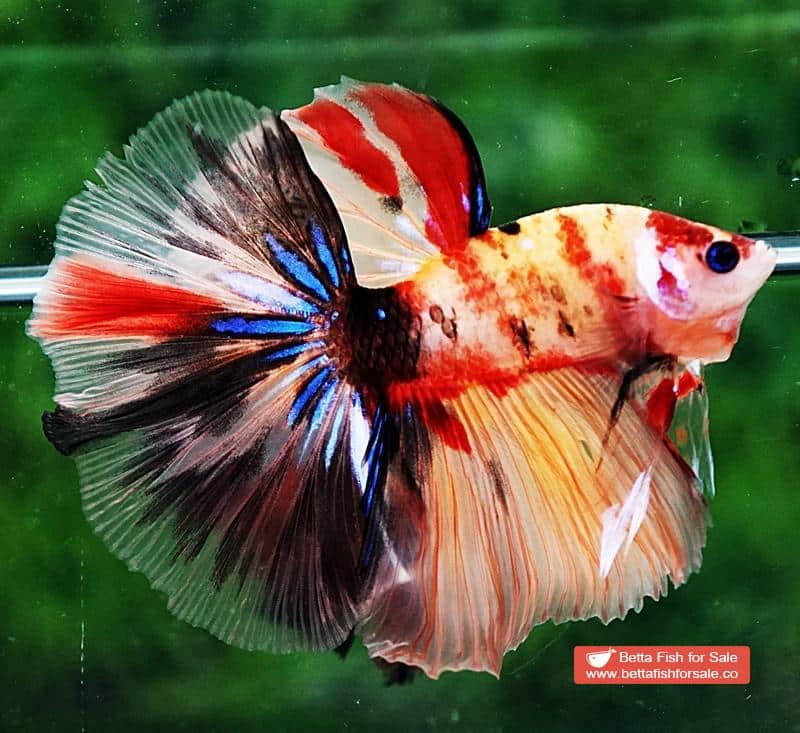 Betta fish HM Classic Candy Yellow Base - Image 5