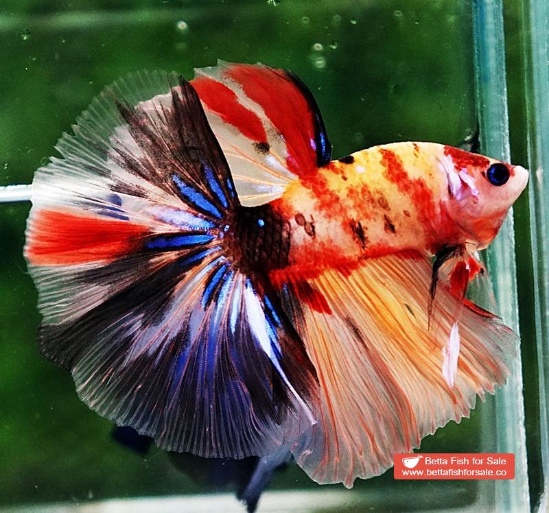 Betta fish HM Classic Candy Yellow Base - Image 3