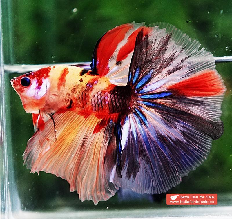 Betta fish HM Classic Candy Yellow Base - Image 2