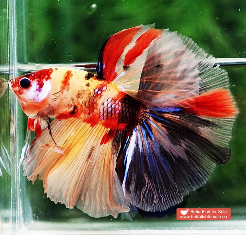 Betta fish HM Classic Candy Yellow Base - Image 4