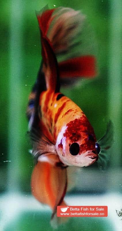 Betta fish HM Classic Candy Yellow Base - Image 6