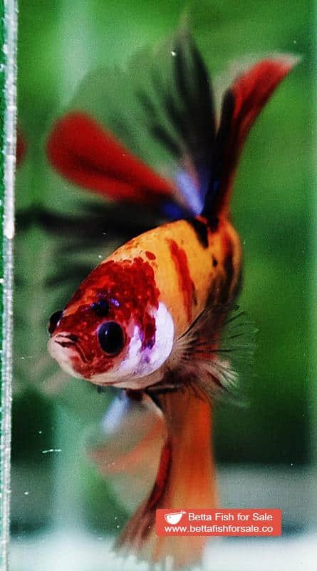 Betta fish HM Classic Candy Yellow Base - Image 7