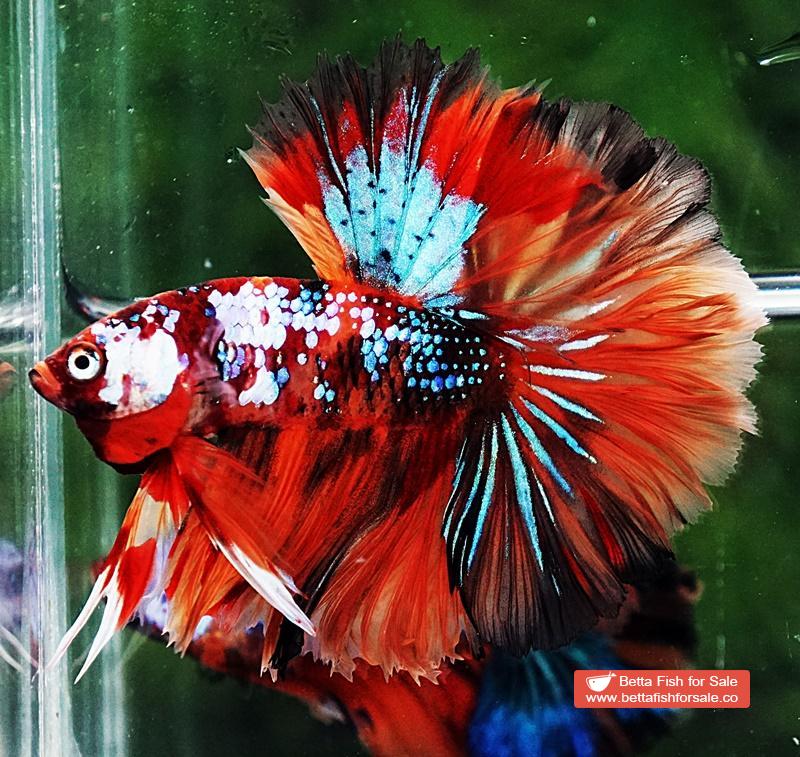 Betta fish OHM Multicolor Candy Galaxy Hawk Rosetail - Image 2