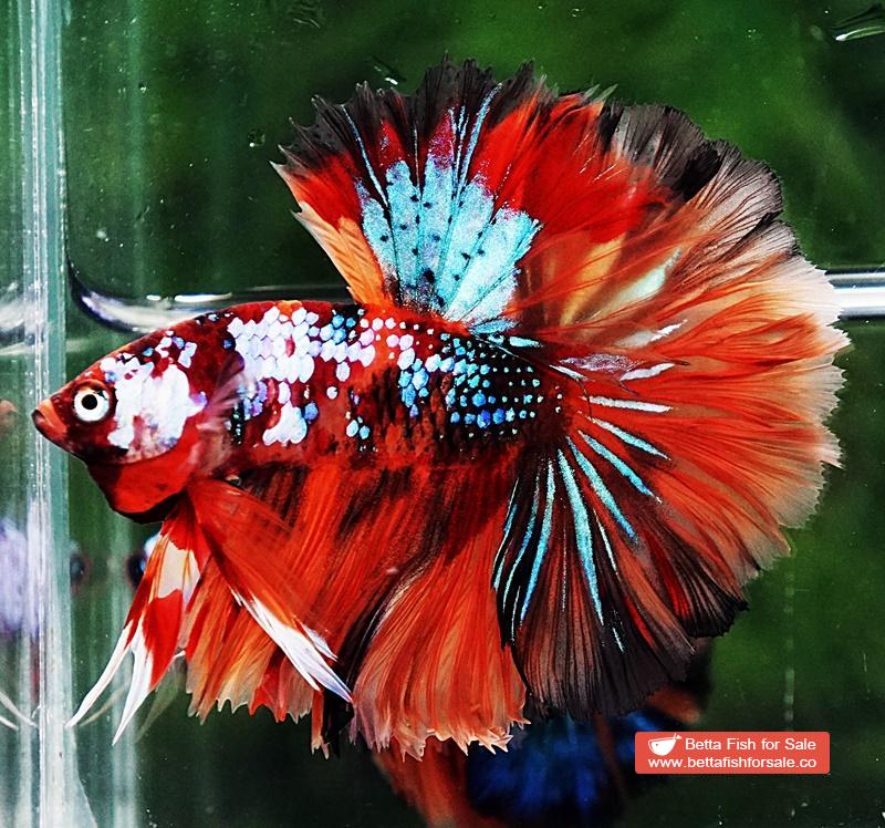 Betta fish OHM Multicolor Candy Galaxy Hawk Rosetail - Image 4