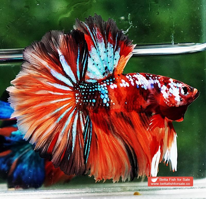 Betta fish OHM Multicolor Candy Galaxy Hawk Rosetail - Image 3