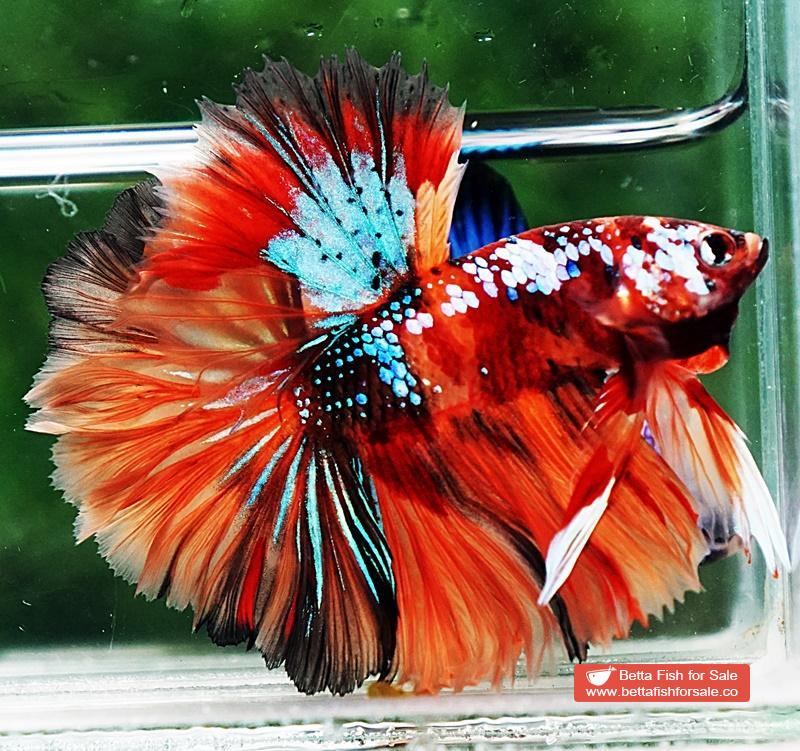 Betta fish OHM Multicolor Candy Galaxy Hawk Rosetail - Image 5