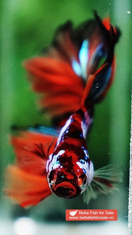 Betta fish OHM Multicolor Candy Galaxy Hawk Rosetail - Image 6