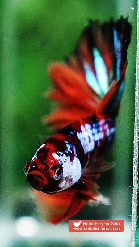 Betta fish OHM Multicolor Candy Galaxy Hawk Rosetail - Image 7