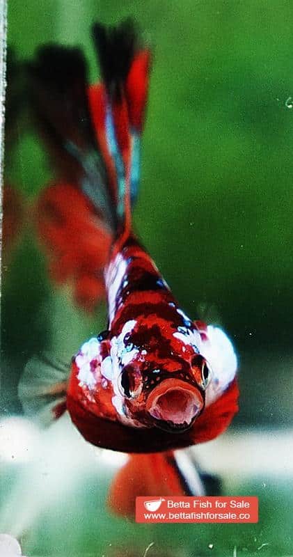 Betta fish OHM Multicolor Candy Galaxy Hawk Rosetail - Image 8