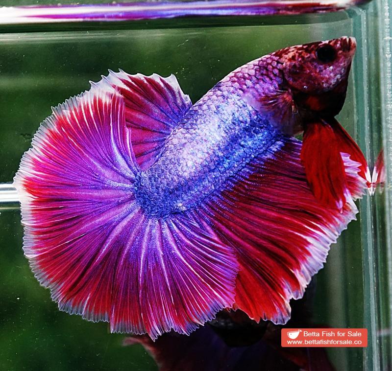 Betta fish OHM Purple Lavender Grizzle - Image 5