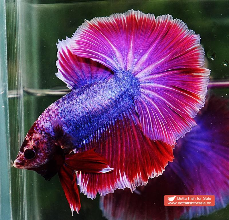 Betta fish OHM Purple Lavender Grizzle - Image 6