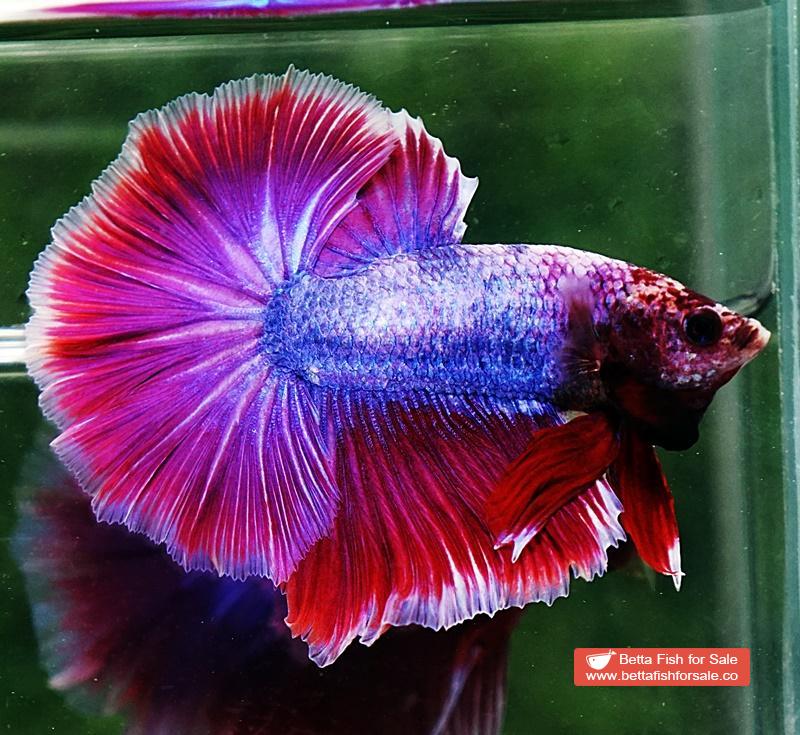 Betta fish OHM Purple Lavender Grizzle - Image 2