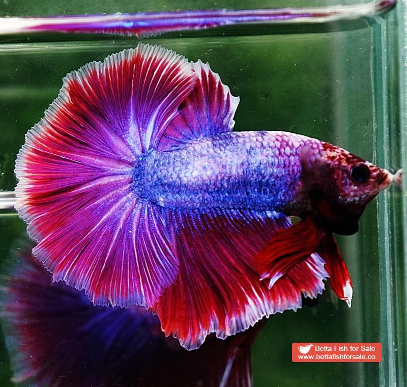 Betta fish OHM Purple Lavender Grizzle - Image 4