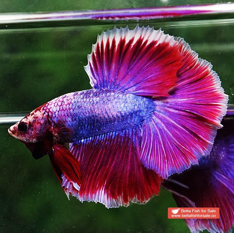 Betta fish OHM Purple Lavender Grizzle - Image 3