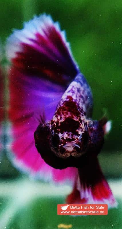 Betta fish OHM Purple Lavender Grizzle - Image 7