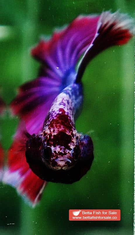 Betta fish OHM Purple Lavender Grizzle - Image 8