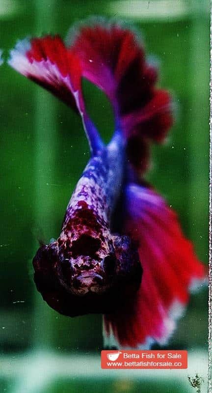Betta fish OHM Purple Lavender Grizzle - Image 9