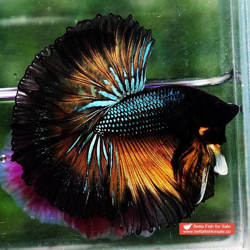 Betta fish OHM Emerald Mustard Gas Black Ring - Image 3