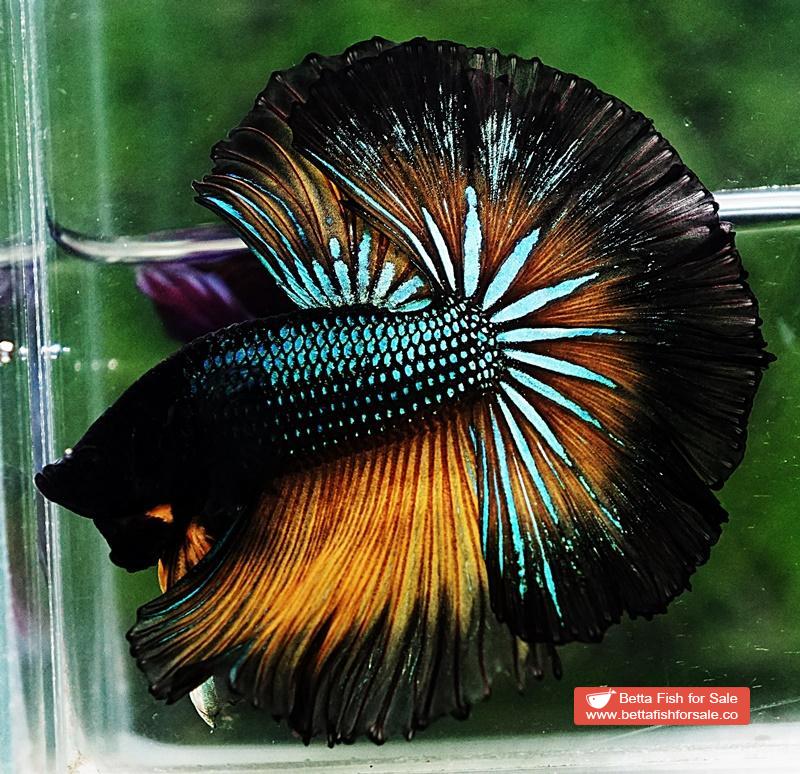 Betta fish OHM Emerald Mustard Gas Black Ring - Image 4