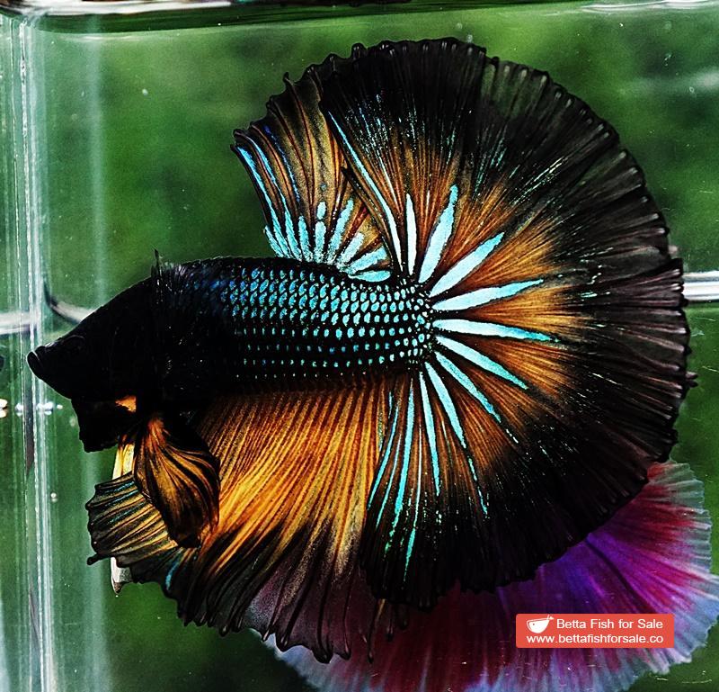 Betta fish OHM Emerald Mustard Gas Black Ring - Image 2
