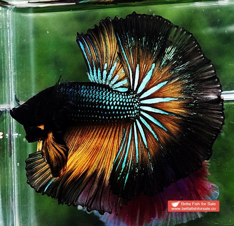 Betta fish OHM Emerald Mustard Gas Black Ring - Image 6