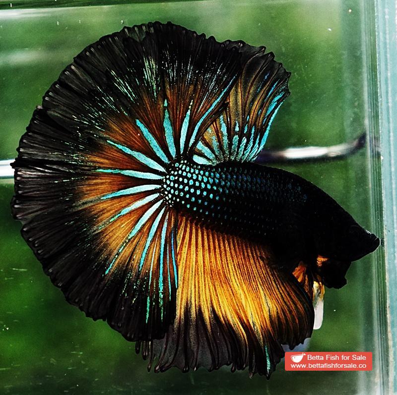 Betta fish OHM Emerald Mustard Gas Black Ring - Image 5