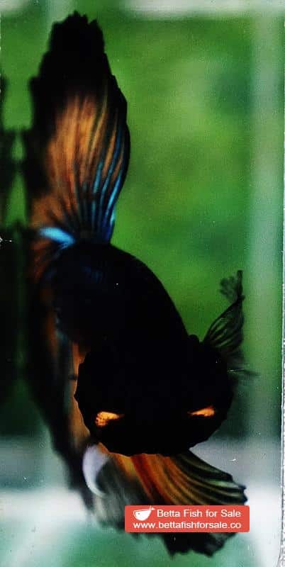 Betta fish OHM Emerald Mustard Gas Black Ring - Image 7