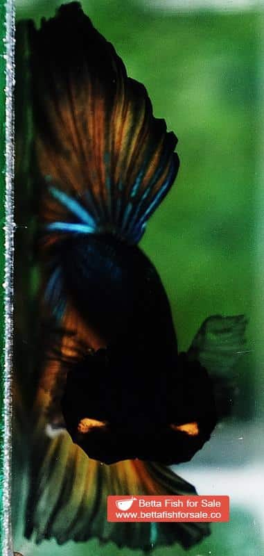 Betta fish OHM Emerald Mustard Gas Black Ring - Image 8