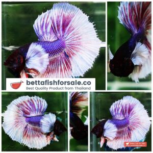 Betta fish HM Purple Lavender Dumbo