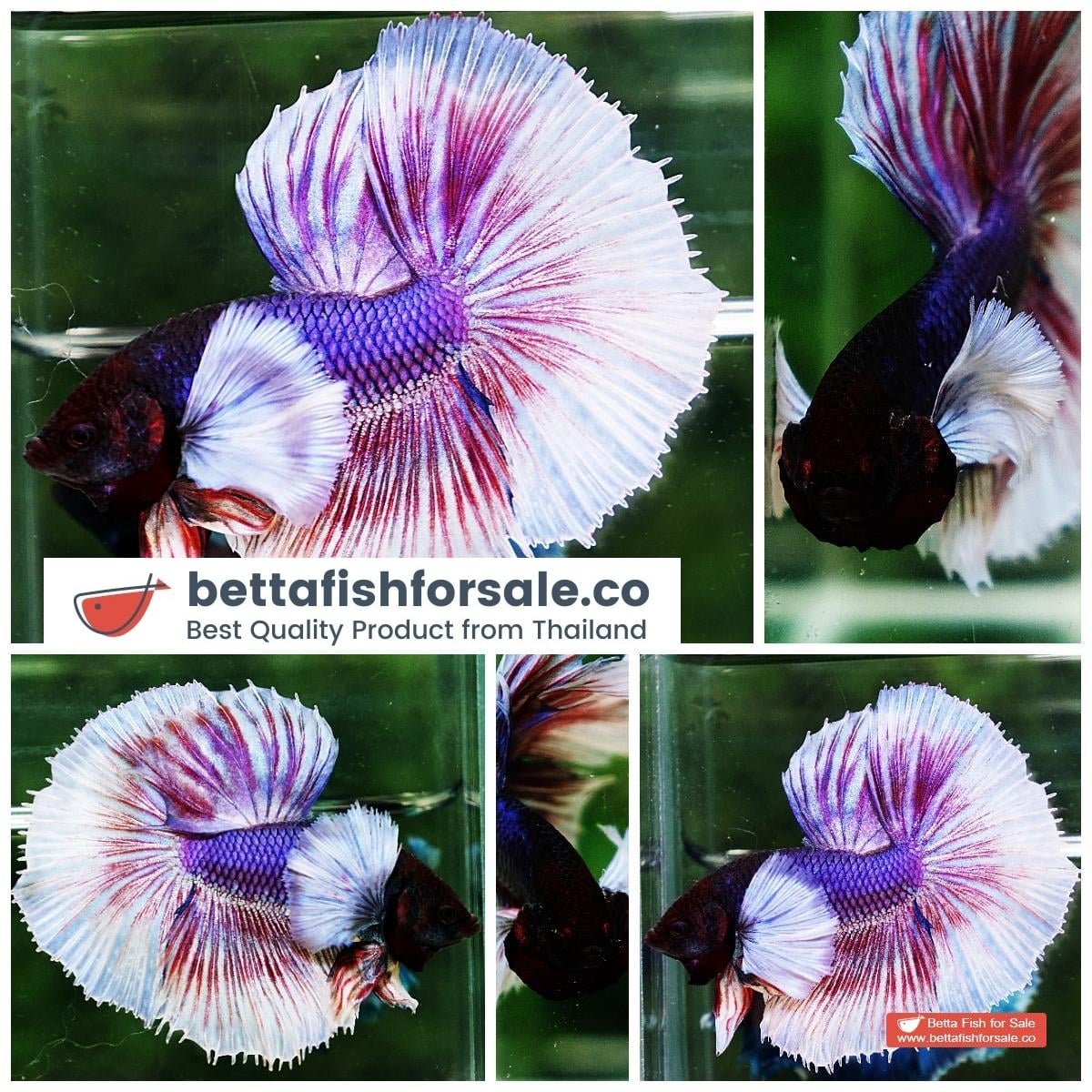 Betta fish HM Purple Lavender Dumbo