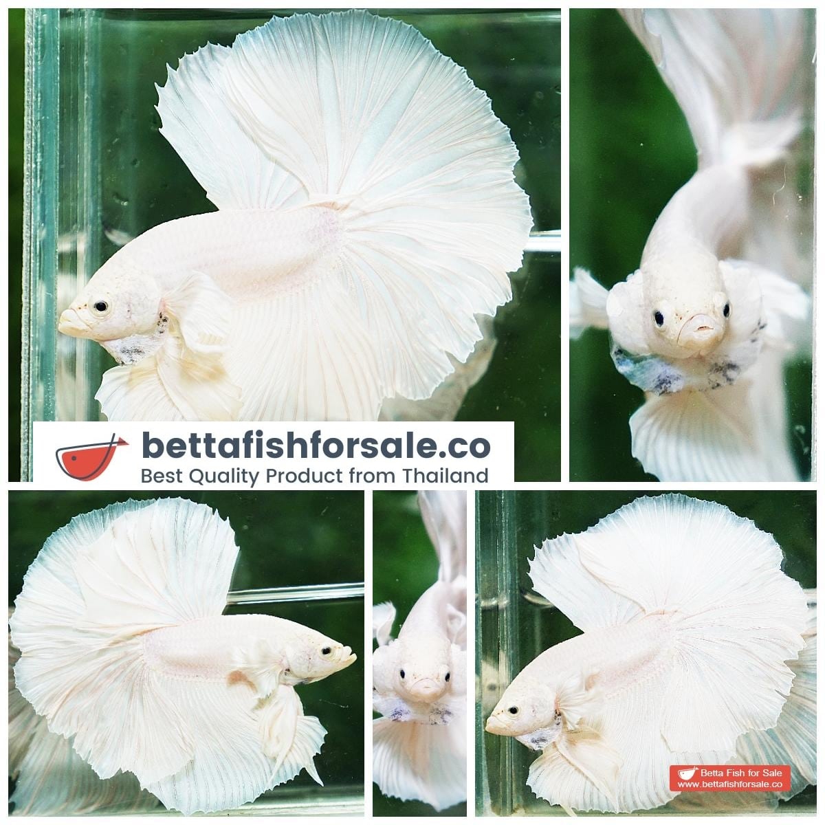 Betta fish OHM Prince of Rose White Dumbo