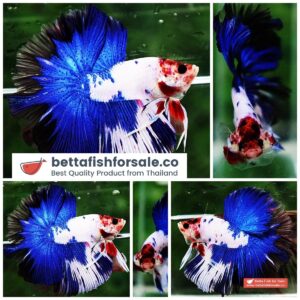 Betta fish OHM Prince of Blue Marble Koi