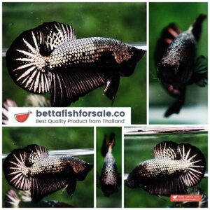 Betta fish HMPK Black Copper Dragon